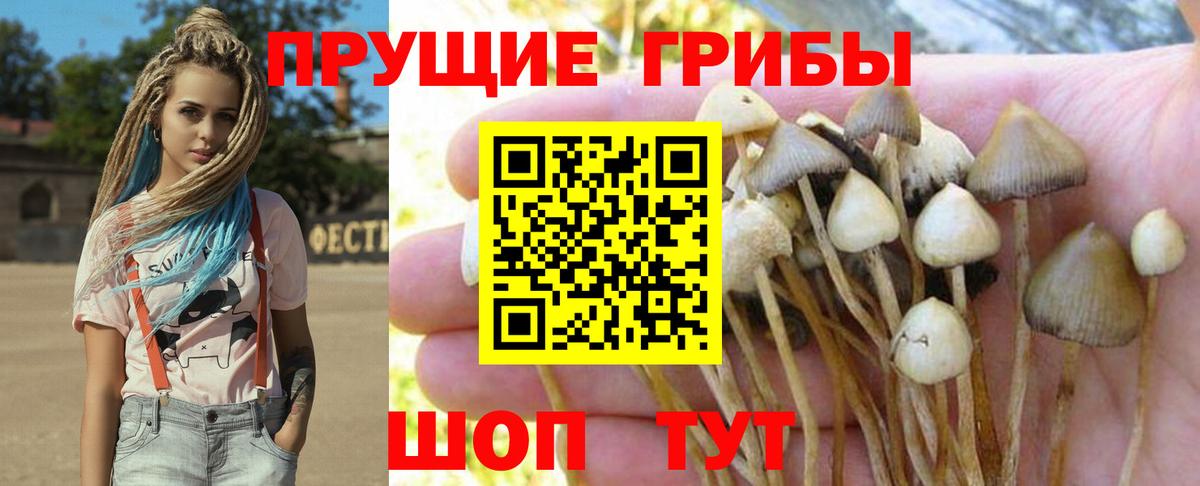 Псилоцибиновые грибы Cubensis Вятские Поляны